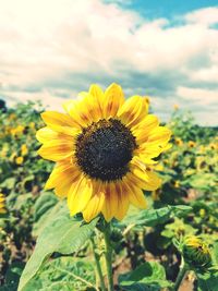 Close-up of sunflower on field