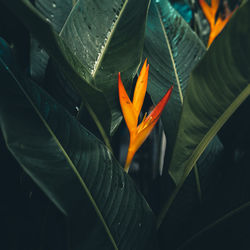 Close-up of orange flowering plant