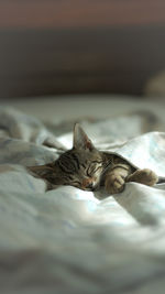 Close-up of cat lying on bed