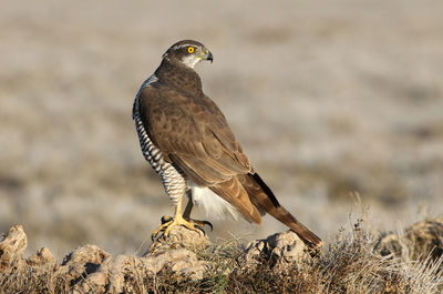 Close-up of bird perching on rock