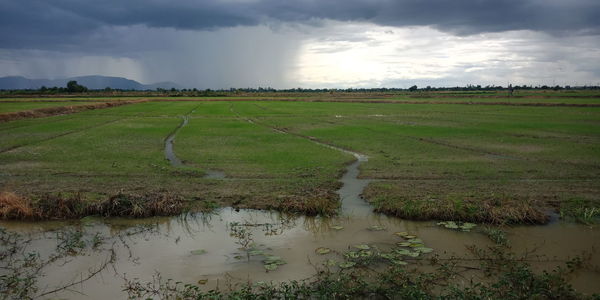 Scenic view of farm against sky