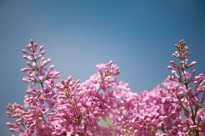 Low angle view of pink flowers blooming against sky