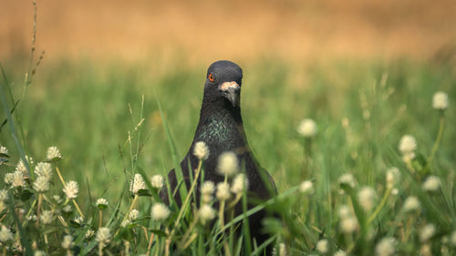 Pigeon foraging in the grass
