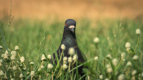 Close-up of a bird on field