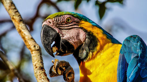 Close-up of a parrot