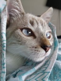 Close-up portrait of cat