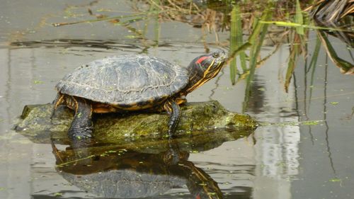 View of a turtle in a lake