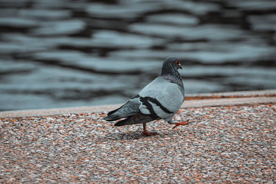 Close-up of pigeon perching on the beach