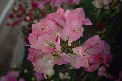 Close-up of pink flower