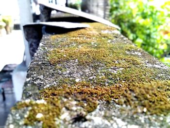 Close-up of lichen on rock