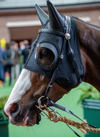 Close-up of horse