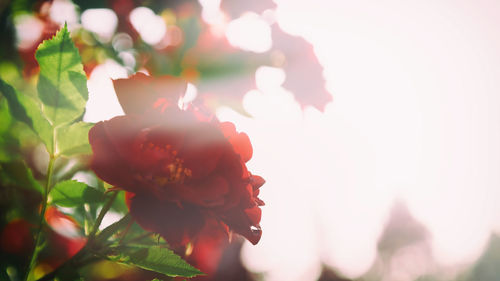 Close-up of flower blooming outdoors