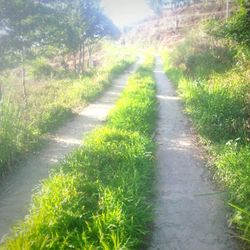 Footpath in park