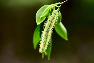 Close-up of green leaves