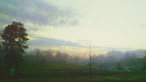 Bare trees on field at sunset