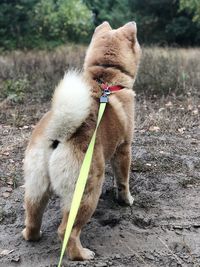 Full length of a dog on field