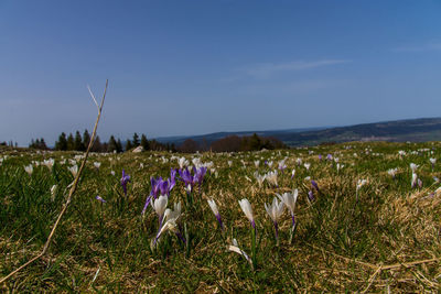 Purple flowering plants on field against blue sky