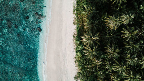 Scenic view of trees by sea