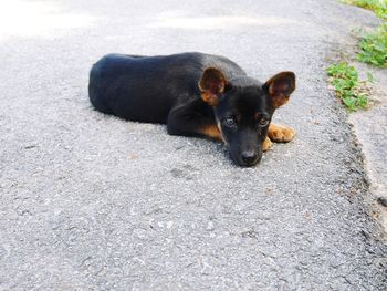 High angle view of dog relaxing on street