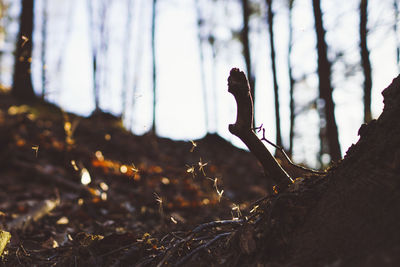 Close-up of tree trunk in forest