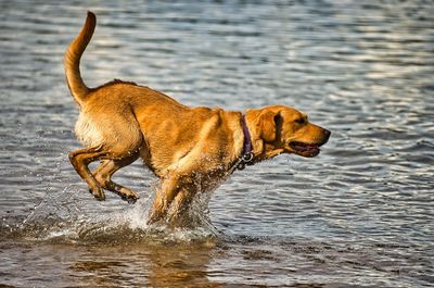 Side view of dog running in water