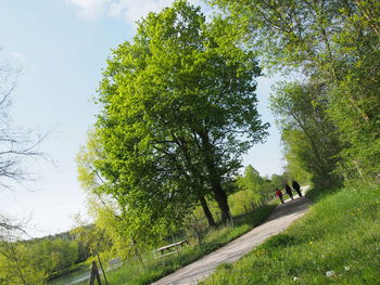 Low angle view of trees against sky