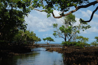 Scenic view of lake in forest against sky