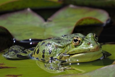 Close-up of frog in pond