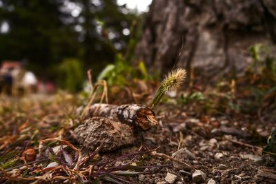 Close-up of dried plant and wood branches on field