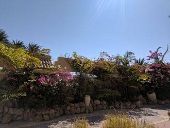 Flowering plants in garden against clear blue sky