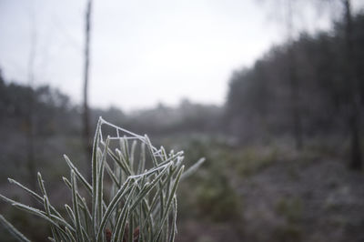 Close-up of plants growing on field against sky