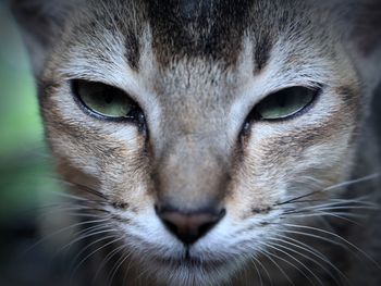 Close-up portrait of cat