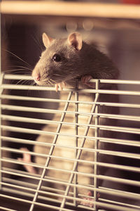 Portrait of pet rat in cage