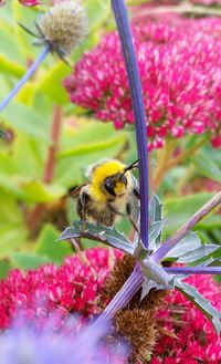 Close-up of honey bee pollinating on purple flower