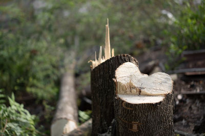 Close-up of wooden log on tree stump in forest