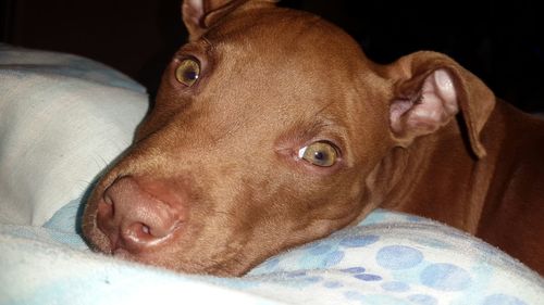 Close-up portrait of a dog