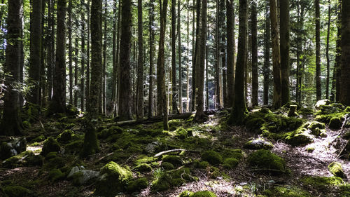 Trees in forest