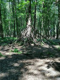 Trees in forest