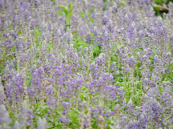 Close-up of purple flowering plants on field