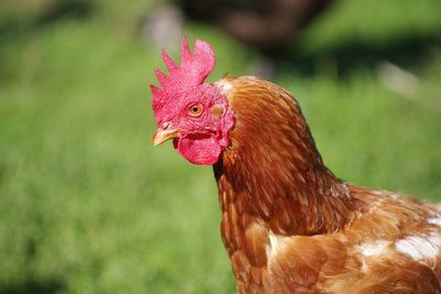 Close-up of a bird