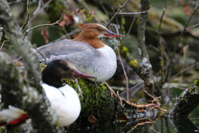 Close-up of bird perching on branch