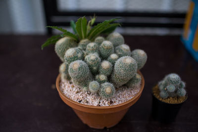 High angle view of succulent plant on table