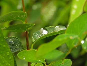 Close-up of wet plant