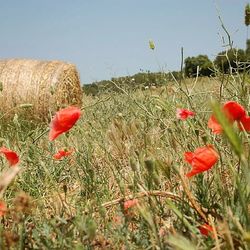 Red poppies growing on field