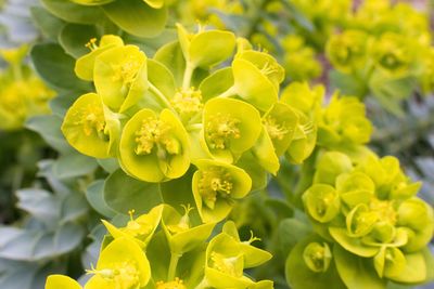 Close-up of yellow flowering plant