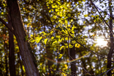 Low angle view of yellow leaves on tree