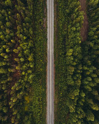 Full frame shot of pine trees in forest