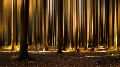 Panoramic view of forest at night