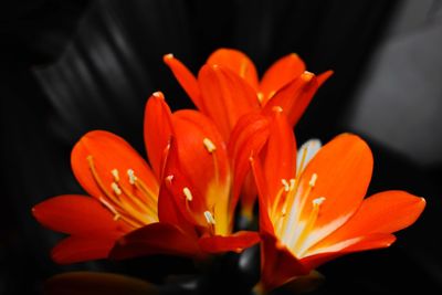 Close-up of orange flower