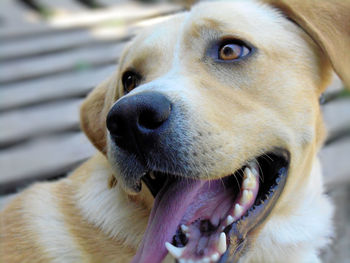 Close-up of dog looking away